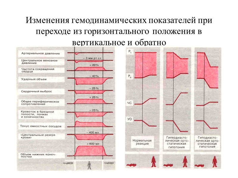 Изменения гемодинамических показателей при переходе из горизонтального положения в вертикальное и обратно